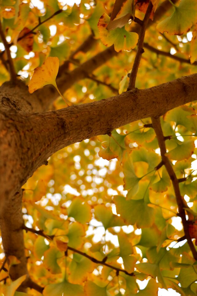 Autumn the leaves branches