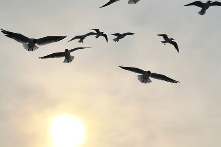 Nature sky seagull photo