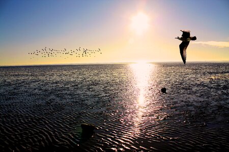 Ebb north sea coast gulls