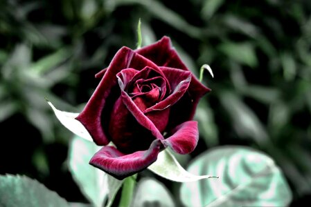 Leaf garden rose
