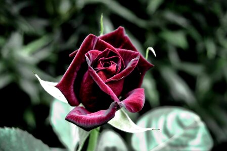 Leaf garden rose photo