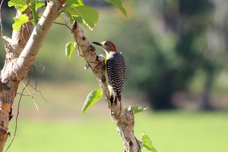 Animal tree woodpecker photo