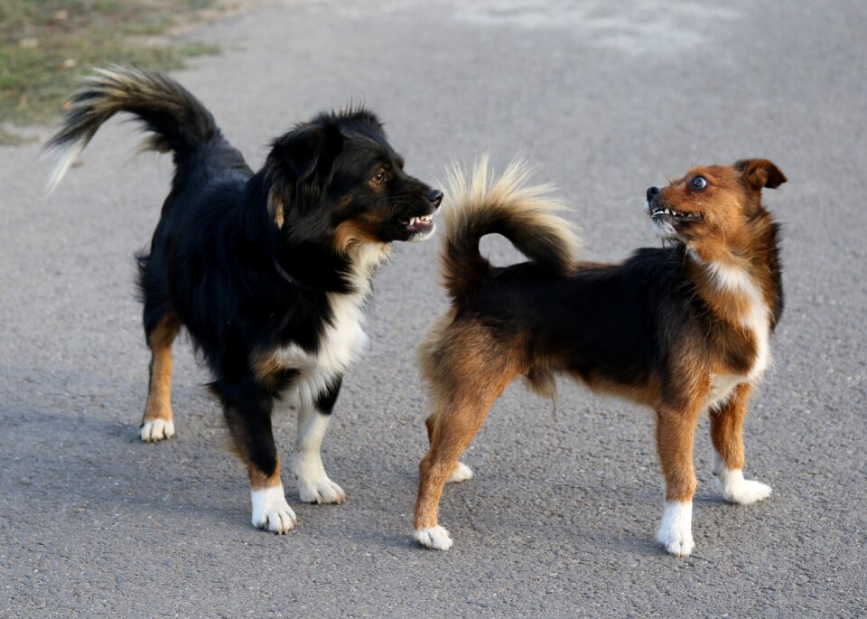 Dog two the argument
