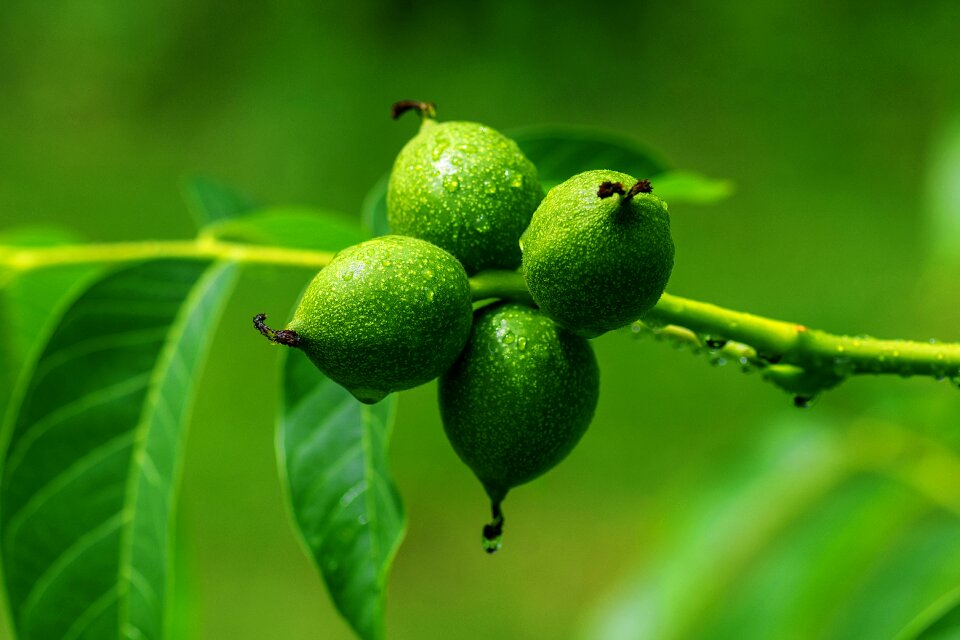 Fruit bowl walnut leaves immature