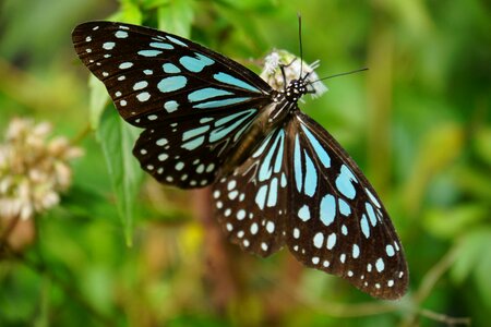 Plant natural monarch butterflies