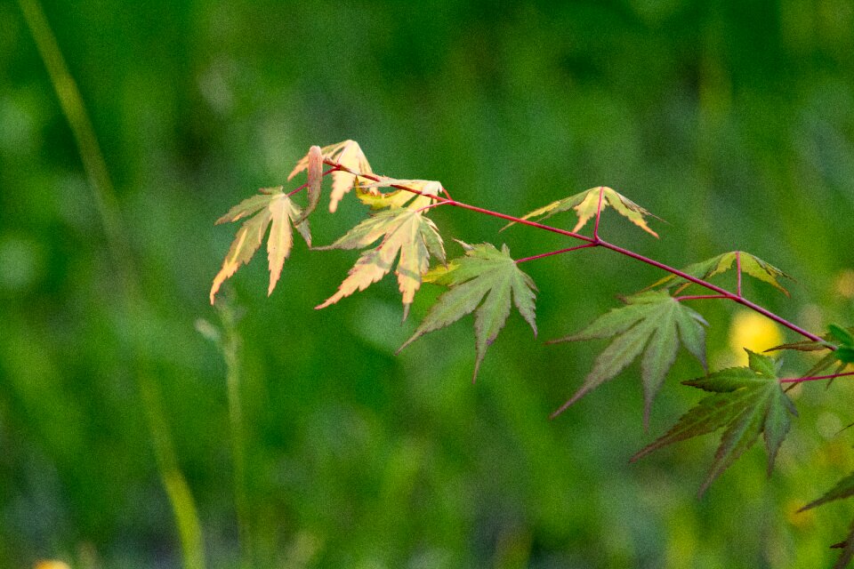 The leaves wood state of the union