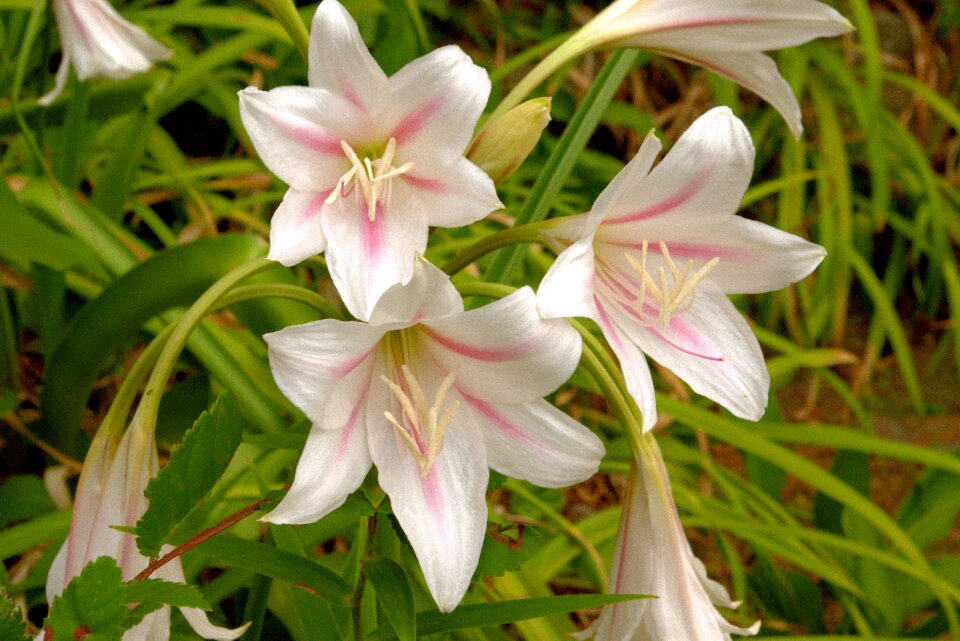 Botany nature green