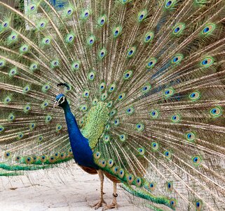 Iridescent wheel peacock wheel photo