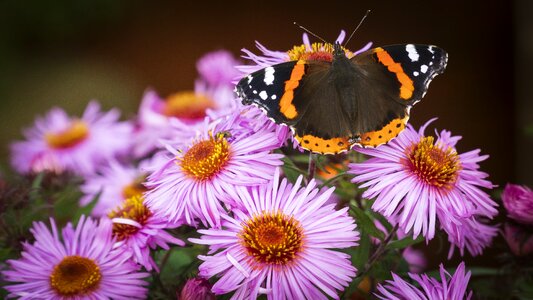 Insect bloom colourful