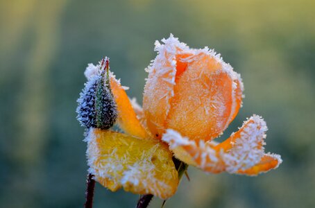 Eiskristalle icy winter photo