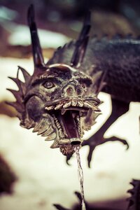 Insect wildlife dragon