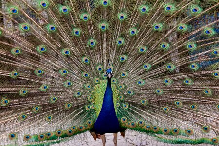 Iridescent wheel peacock wheel photo