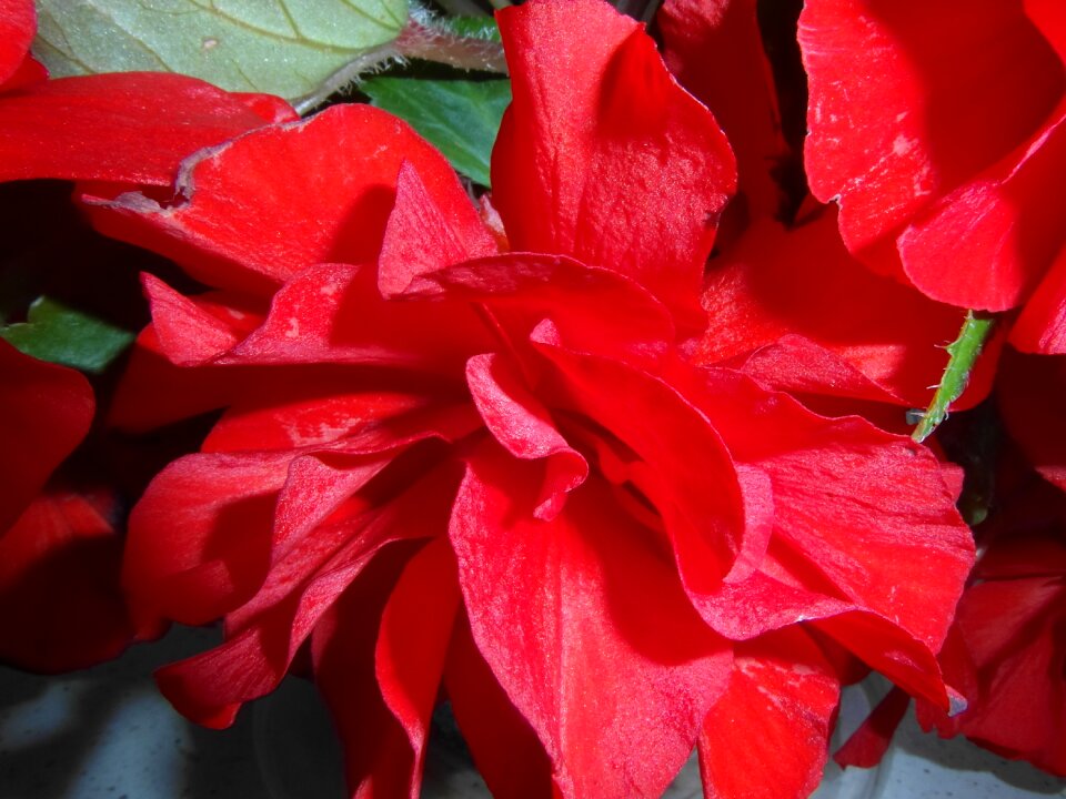 Red nature the petals