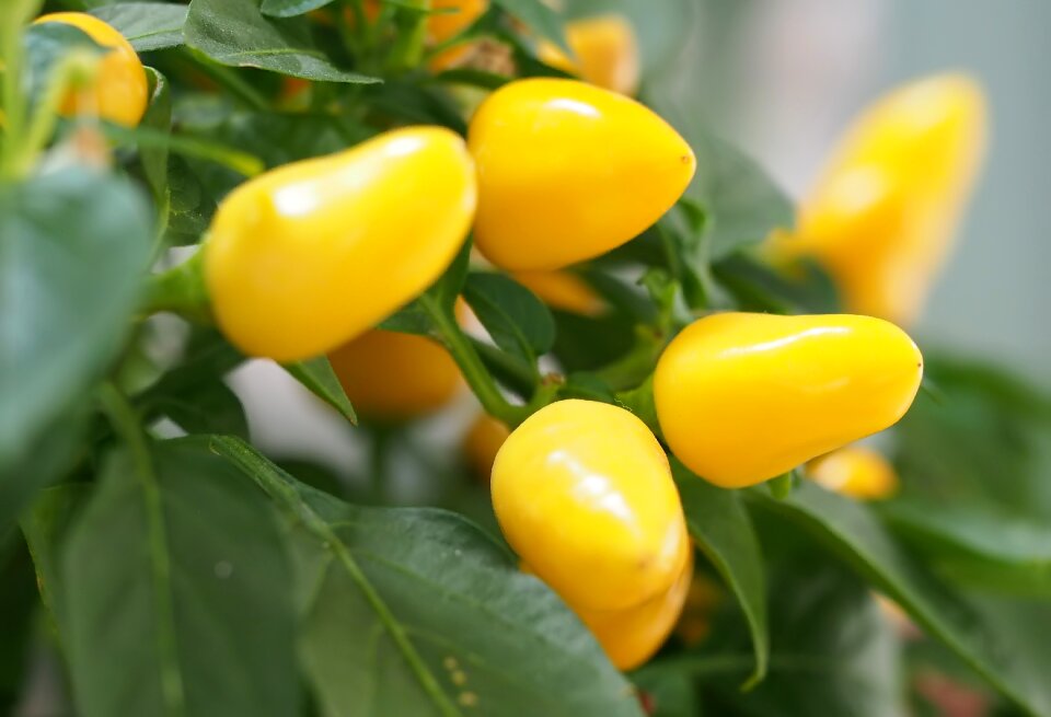 Plant food vegetarian
