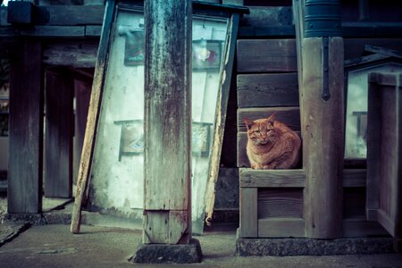 Window architecture cat