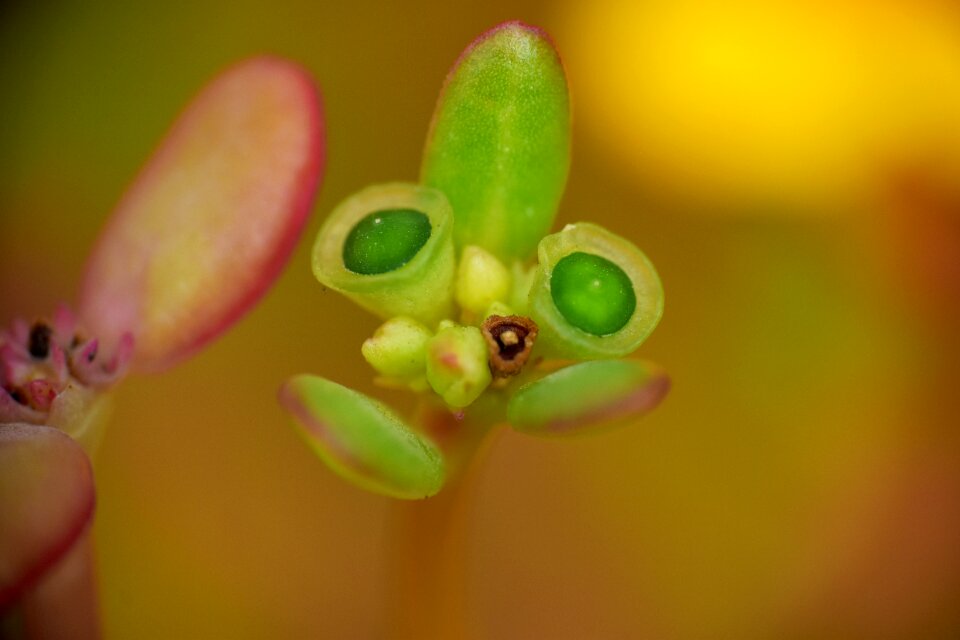 Buds nature macro