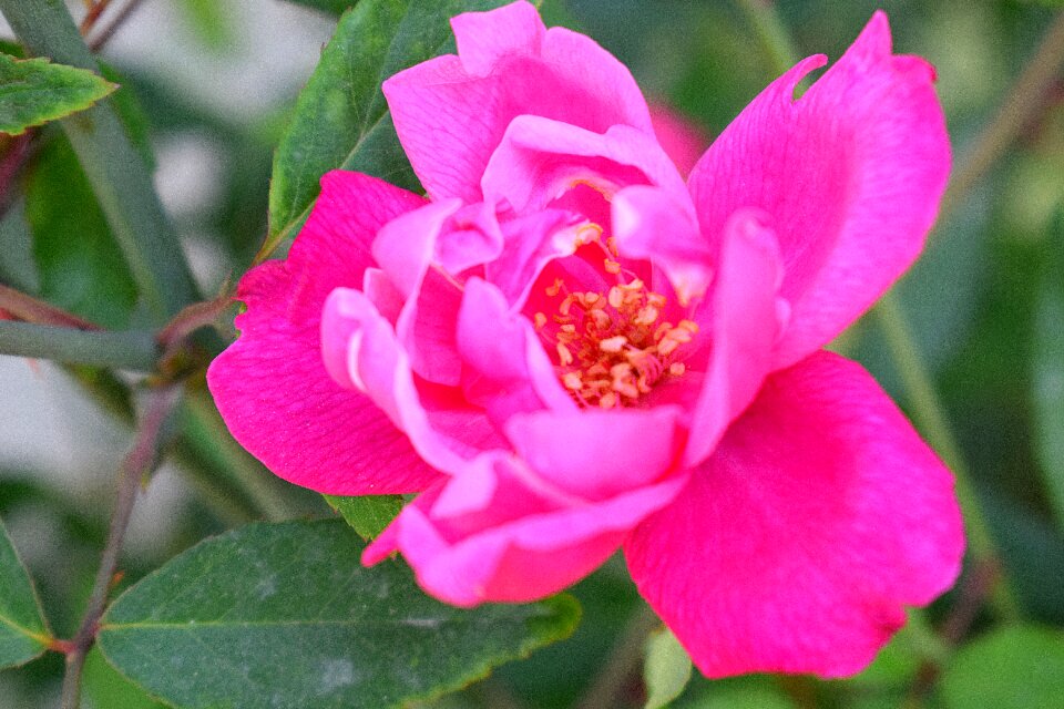 Bloom blossom bouquet