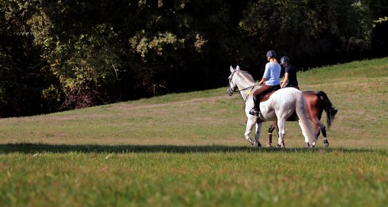 Horses leisure park
