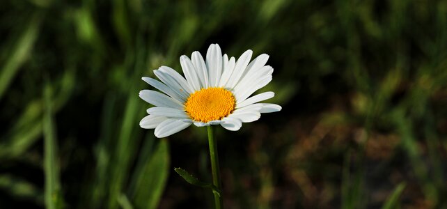 Blossom bloom plant