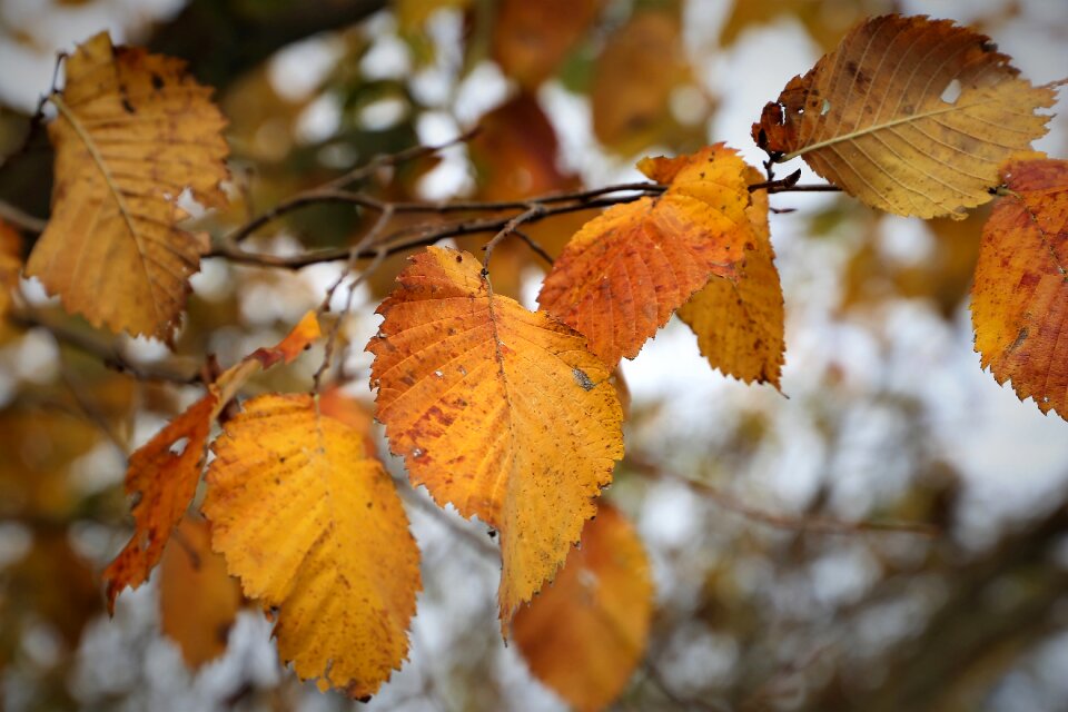 Branch nature outdoor