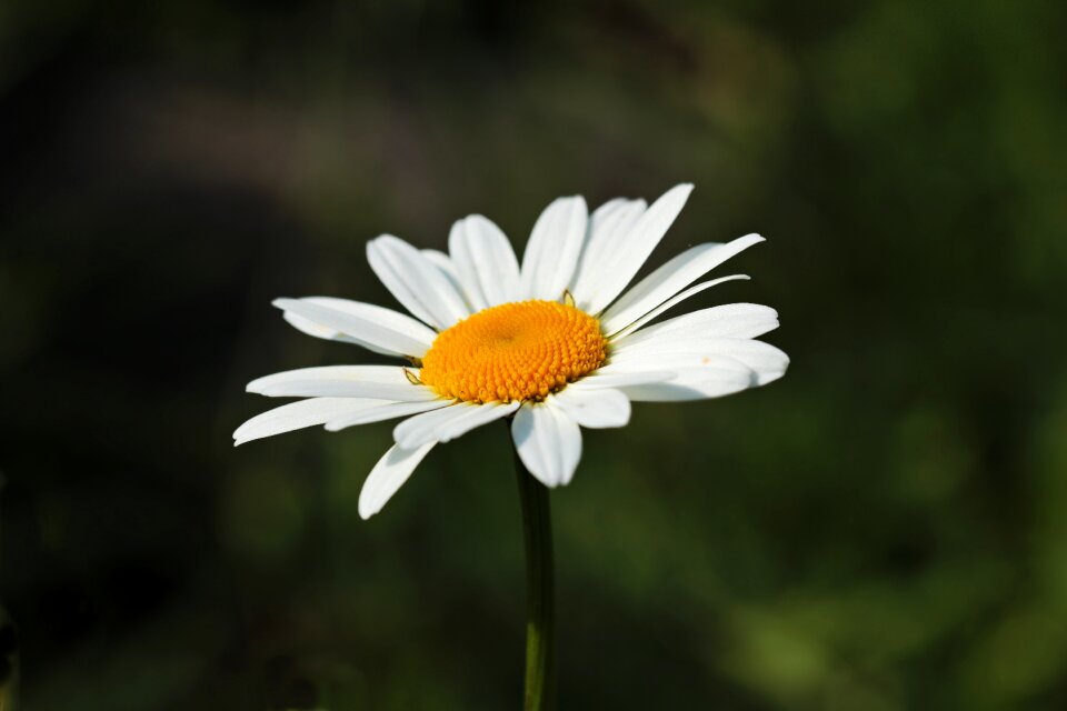 Blossom bloom plant