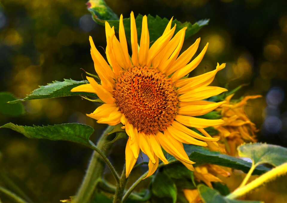 Helianthus common tall