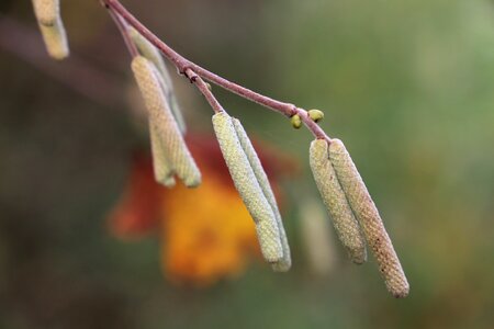 Autumn nature outdoor