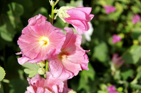 Pink flower mallow nature photo