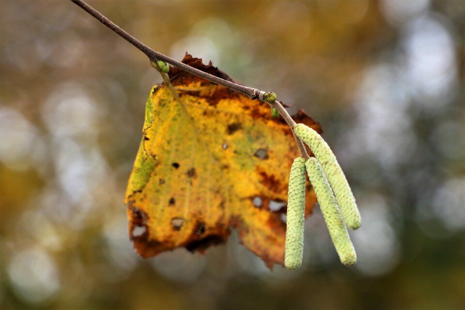 Autumn nature outdoor