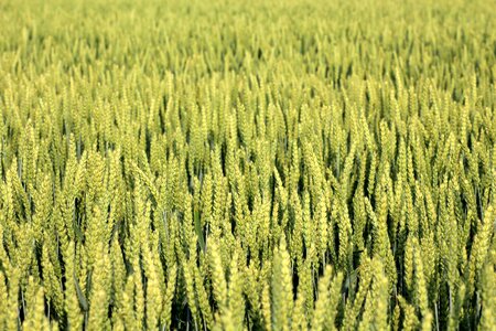 Spring nature the cultivation of