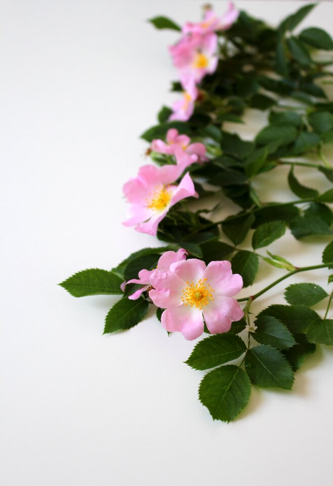 Flower rose blooms pink rose