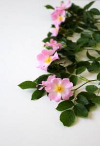 Flower rose blooms pink rose