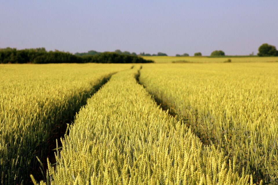 Landscape spring ripening grain photo