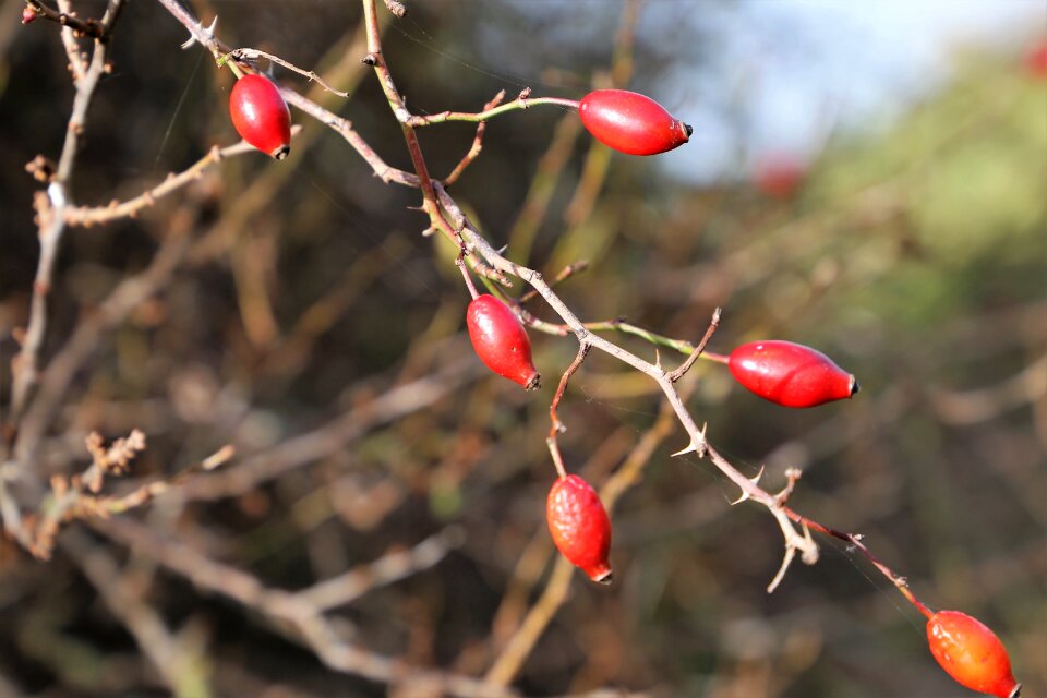 Plant bush meadow