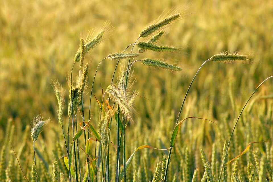 View the stem tillage