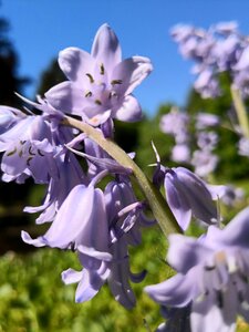 Spring nature bloom