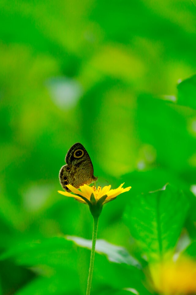 Brown green yellow