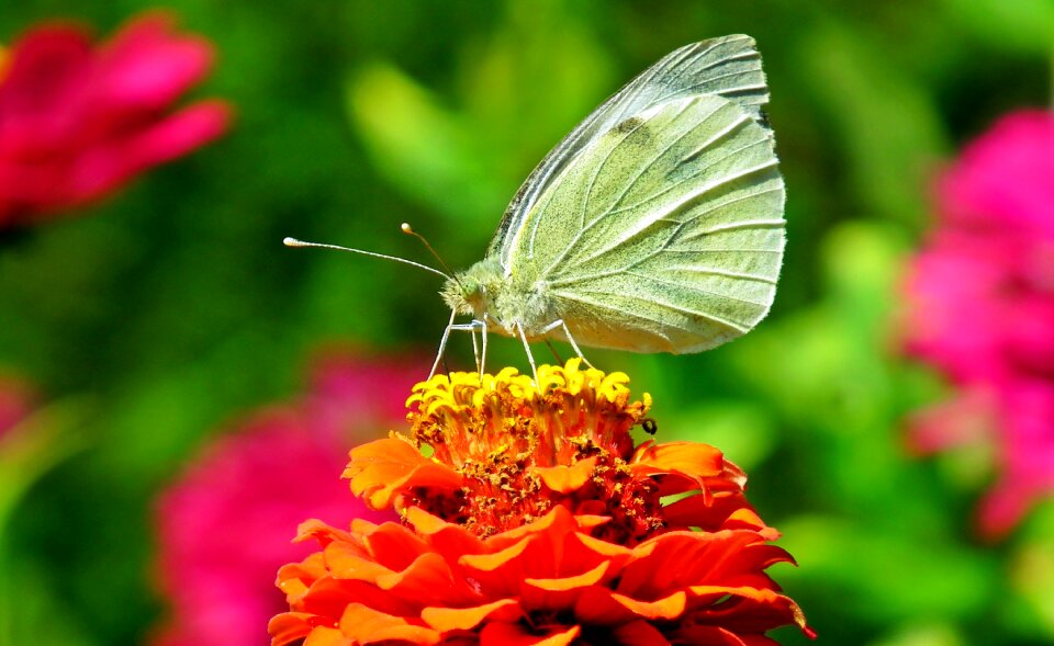 Nature macro wings photo