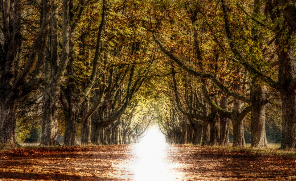 Nature autumn mood