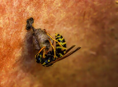 Wasp wasps close up