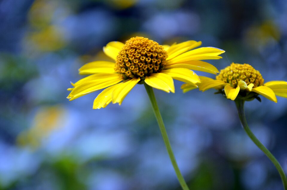 Composites blossom bloom