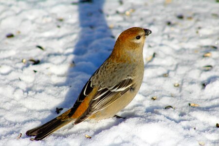 Female nature wildlife photo