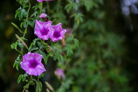 Creeper wall flora