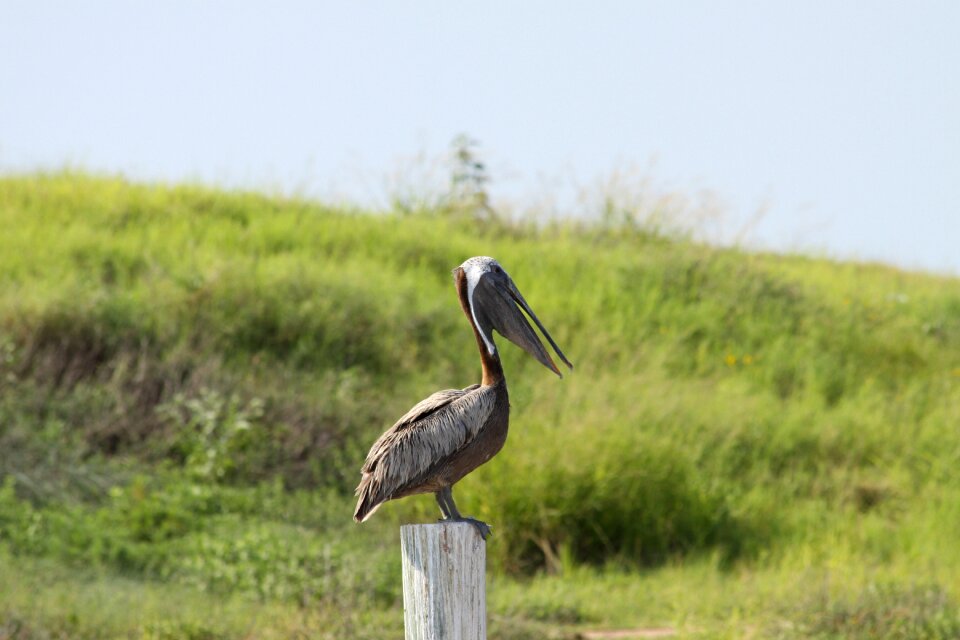 Bird pelican nature