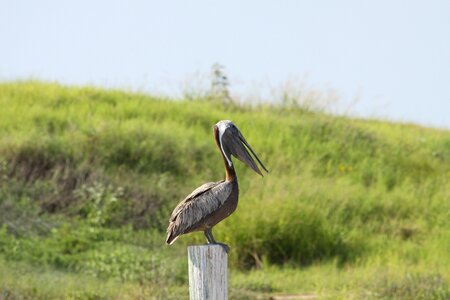 Bird pelican nature