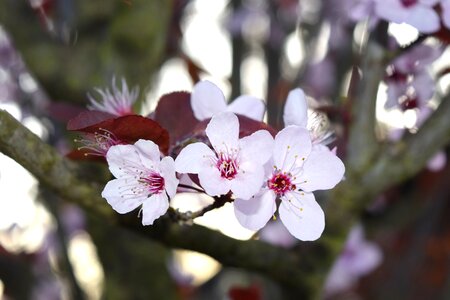 Pink spring japanese