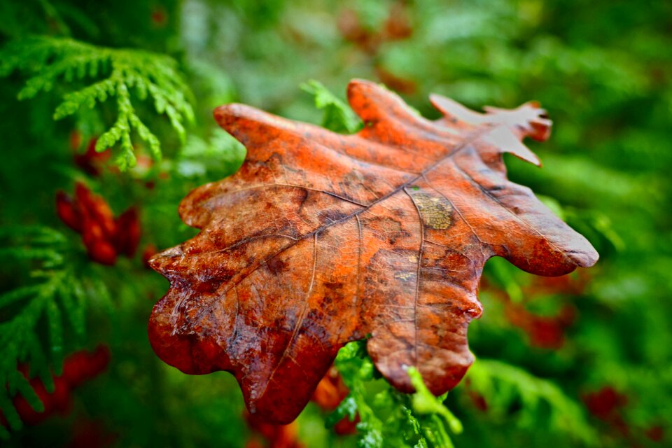 Nature brown colors