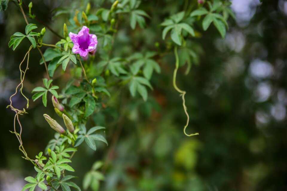 Creeper flora foliage