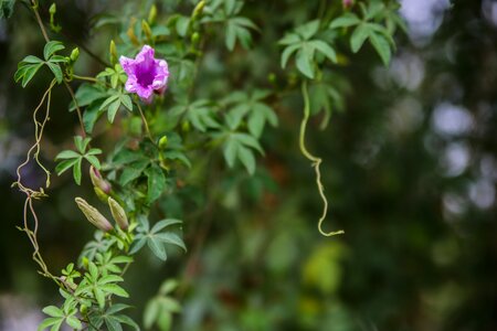 Creeper flora foliage