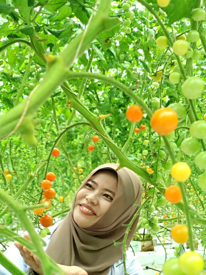 Tomato agriculture vegetarianism